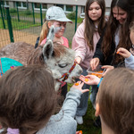 31. Dzieci podają smakołyki puszystej alpace podczas festynu.jpg
